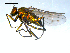  ( - 10PROBE-08352)  @12 [ ] CreativeCommons - Attribution (2011) CBG Photography Group Centre for Biodiversity Genomics