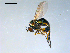  ( - 10PROBE-09117)  @13 [ ] CreativeCommons - Attribution (2011) CBG Photography Group Centre for Biodiversity Genomics