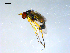  ( - 10PROBE-09120)  @13 [ ] CreativeCommons - Attribution (2011) CBG Photography Group Centre for Biodiversity Genomics