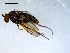  (Dolichopus sp. SEB07 - 10PROBE-09134)  @11 [ ] CreativeCommons - Attribution (2011) CBG Photography Group Centre for Biodiversity Genomics