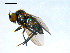  ( - 10PROBE-09136)  @12 [ ] CreativeCommons - Attribution (2011) CBG Photography Group Centre for Biodiversity Genomics