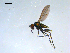  ( - 10PROBE-09139)  @13 [ ] CreativeCommons - Attribution (2011) CBG Photography Group Centre for Biodiversity Genomics