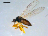  (Platypalpus juvenis complex sp. JMC2 - 10PROBE-09151)  @13 [ ] CreativeCommons - Attribution (2011) CBG Photography Group Centre for Biodiversity Genomics