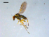  (Sympycnus sp. SEB1 - 10PROBE-09176)  @14 [ ] CreativeCommons - Attribution (2011) CBG Photography Group Centre for Biodiversity Genomics