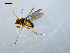  ( - 10PROBE-09177)  @13 [ ] CreativeCommons - Attribution (2011) CBG Photography Group Centre for Biodiversity Genomics