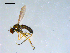  ( - 10PROBE-09184)  @12 [ ] CreativeCommons - Attribution (2011) CBG Photography Group Centre for Biodiversity Genomics