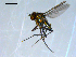  ( - 10PROBE-09216)  @13 [ ] CreativeCommons - Attribution (2011) CBG Photography Group Centre for Biodiversity Genomics