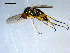  (Dolichopus sp. nr. defectus - 10PROBE-09221)  @14 [ ] CreativeCommons - Attribution (2011) CBG Photography Group Centre for Biodiversity Genomics