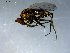  ( - 10PROBE-09225)  @12 [ ] CreativeCommons - Attribution (2011) CBG Photography Group Centre for Biodiversity Genomics