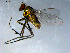  ( - 10PROBE-09226)  @12 [ ] CreativeCommons - Attribution (2011) CBG Photography Group Centre for Biodiversity Genomics