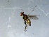  ( - 10PROBE-09249)  @13 [ ] CreativeCommons - Attribution (2011) CBG Photography Group Centre for Biodiversity Genomics
