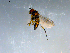  ( - 10PROBE-09255)  @12 [ ] CreativeCommons - Attribution (2011) CBG Photography Group Centre for Biodiversity Genomics