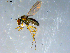  ( - 10PROBE-09264)  @12 [ ] CreativeCommons - Attribution (2011) CBG Photography Group Centre for Biodiversity Genomics