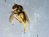  ( - 10PROBE-09266)  @12 [ ] CreativeCommons - Attribution (2011) CBG Photography Group Centre for Biodiversity Genomics