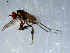  ( - 10PROBE-09267)  @13 [ ] CreativeCommons - Attribution (2011) CBG Photography Group Centre for Biodiversity Genomics