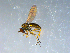  ( - 10PROBE-09269)  @13 [ ] CreativeCommons - Attribution (2011) CBG Photography Group Centre for Biodiversity Genomics