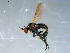  ( - 10PROBE-09270)  @12 [ ] CreativeCommons - Attribution (2011) CBG Photography Group Centre for Biodiversity Genomics