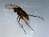  ( - 10PROBE-09273)  @13 [ ] CreativeCommons - Attribution (2011) CBG Photography Group Centre for Biodiversity Genomics