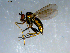  (Dolichopus sp. nr. vanduzeei - 10PROBE-09275)  @13 [ ] CreativeCommons - Attribution (2011) CBG Photography Group Centre for Biodiversity Genomics