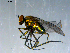  ( - 10PROBE-09283)  @14 [ ] CreativeCommons - Attribution (2011) CBG Photography Group Centre for Biodiversity Genomics