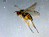 ( - 10PROBE-09292)  @12 [ ] CreativeCommons - Attribution (2011) CBG Photography Group Centre for Biodiversity Genomics