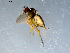  ( - 10PROBE-09302)  @13 [ ] CreativeCommons - Attribution (2011) CBG Photography Group Centre for Biodiversity Genomics
