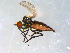  ( - 10PROBE-09048)  @13 [ ] CreativeCommons - Attribution (2011) CBG Photography Group Centre for Biodiversity Genomics