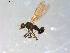  (Heleodromia irwini - 10PROBE-09059)  @12 [ ] CreativeCommons - Attribution (2011) CBG Photography Group Centre for Biodiversity Genomics