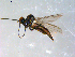  ( - 10PROBE-09071)  @13 [ ] CreativeCommons - Attribution (2011) CBG Photography Group Centre for Biodiversity Genomics