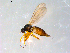  ( - 10PROBE-09079)  @13 [ ] CreativeCommons - Attribution (2011) CBG Photography Group Centre for Biodiversity Genomics