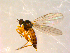  ( - 10PROBE-09114)  @12 [ ] CreativeCommons - Attribution (2011) CBG Photography Group Centre for Biodiversity Genomics