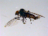  ( - 10PROBE-11361)  @13 [ ] CreativeCommons - Attribution (2011) CBG Photography Group Centre for Biodiversity Genomics