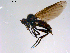  ( - 10PROBE-11365)  @12 [ ] CreativeCommons - Attribution (2011) CBG Photography Group Centre for Biodiversity Genomics