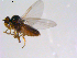  (Microsania sp. JMC1 - 10PROBE-11367)  @13 [ ] CreativeCommons - Attribution (2011) CBG Photography Group Centre for Biodiversity Genomics