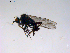  ( - 10PROBE-11372)  @13 [ ] CreativeCommons - Attribution (2011) CBG Photography Group Centre for Biodiversity Genomics