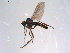  ( - 10PROBE-11380)  @13 [ ] CreativeCommons - Attribution (2011) CBG Photography Group Centre for Biodiversity Genomics