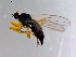  ( - 10PROBE-11386)  @12 [ ] CreativeCommons - Attribution (2011) CBG Photography Group Centre for Biodiversity Genomics