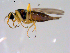  ( - 10PROBE-11394)  @13 [ ] CreativeCommons - Attribution (2011) CBG Photography Group Centre for Biodiversity Genomics