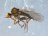  (Rhamphomyia pusio grp. sp. BJS10 - 10PROBE-07887)  @13 [ ] CreativeCommons - Attribution (2011) CBG Photography Group Centre for Biodiversity Genomics