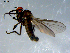  ( - 10PROBE-07915)  @13 [ ] CreativeCommons - Attribution (2011) CBG Photography Group Centre for Biodiversity Genomics