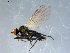  (Rhamphomyia clavigera grp. sp. BJS1A - 10PROBE-07919)  @13 [ ] CreativeCommons - Attribution (2011) CBG Photography Group Centre for Biodiversity Genomics