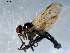  (Rhamphomyia sp. BJS1 - 10PROBE-07922)  @13 [ ] CreativeCommons - Attribution (2011) CBG Photography Group Centre for Biodiversity Genomics
