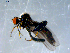  ( - 10PROBE-07924)  @13 [ ] CreativeCommons - Attribution (2011) CBG Photography Group Centre for Biodiversity Genomics