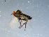  (Rhamphomyia nr. anaxo grp. sp. BJS4 - 10PROBE-07933)  @12 [ ] CreativeCommons - Attribution (2011) CBG Photography Group Centre for Biodiversity Genomics
