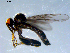  ( - 10PROBE-07970)  @13 [ ] CreativeCommons - Attribution (2011) CBG Photography Group Centre for Biodiversity Genomics