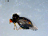  ( - 10PROBE-07972)  @13 [ ] CreativeCommons - Attribution (2011) CBG Photography Group Centre for Biodiversity Genomics