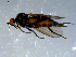  (Rhamphomyia fuscula grp. sp. BJS2 - 10PROBE-08377)  @13 [ ] CreativeCommons - Attribution (2011) CBG Photography Group Centre for Biodiversity Genomics