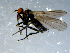  ( - 10PROBE-08378)  @13 [ ] CreativeCommons - Attribution (2011) CBG Photography Group Centre for Biodiversity Genomics