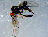  ( - 10PROBE-08385)  @13 [ ] CreativeCommons - Attribution (2011) CBG Photography Group Centre for Biodiversity Genomics