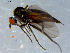  ( - 10PROBE-08397)  @13 [ ] CreativeCommons - Attribution (2011) CBG Photography Group Centre for Biodiversity Genomics